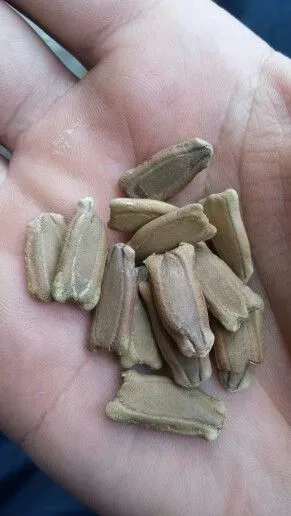 Fresh Bottle Gourd Seeds